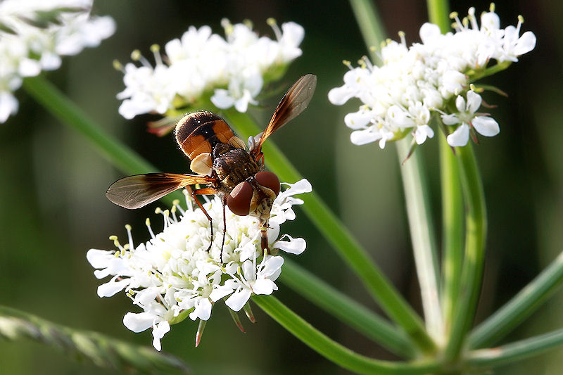 Ectophasia crassipennis F (Tachinidae)